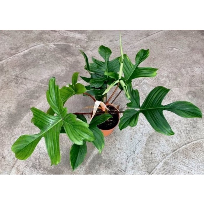 Philo merpati hijau atau florida