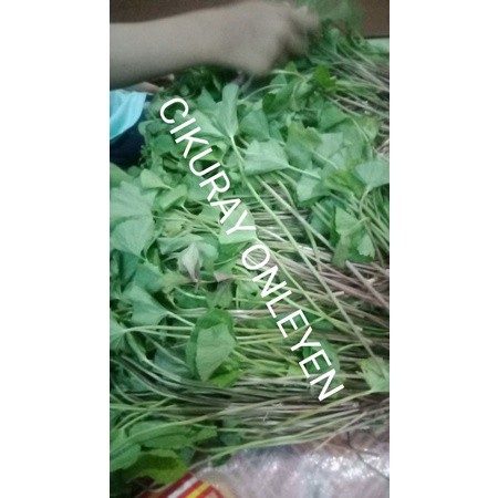 

daun antanan segar 1kg