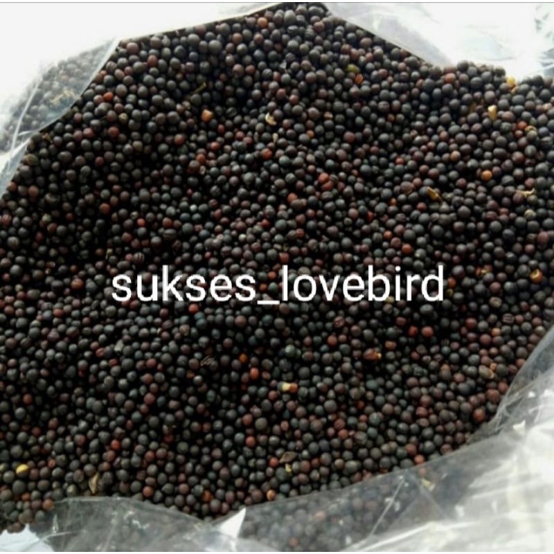 Biji sawi 1 kg makanan burung