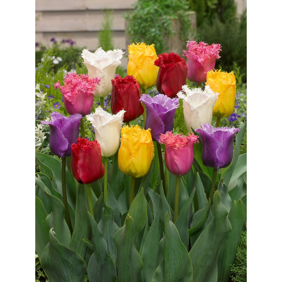 Umbi Bibit Tulip Ori siap berbunga