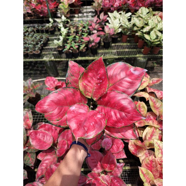 AGLONEMA RED ANJAMANI JUMBO