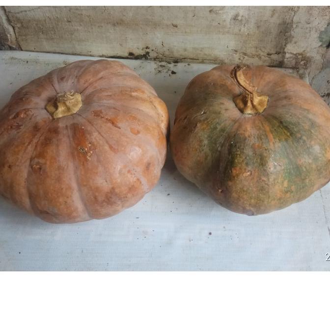 

@#@#@#] labu Kuning labu kolak 2kg