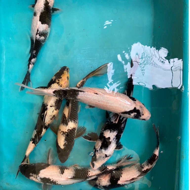 IKAN KOI SHIRO Blitar 26-30cm Grade A+