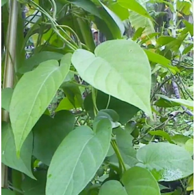 

Daun Sembukan Segar 1 Kg / daun kentut / daun entut entutan