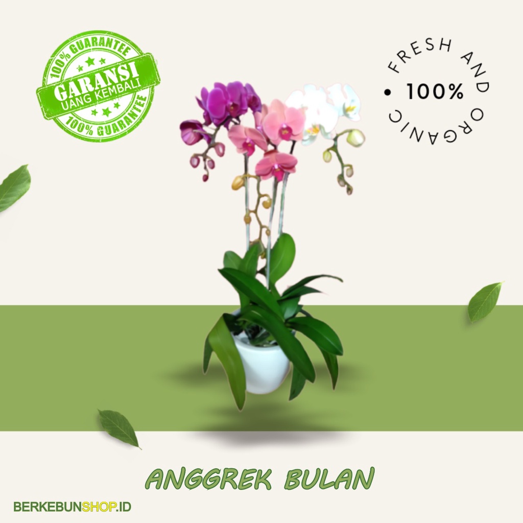 Bibit Bunga Anggrek Bulan Hybird Super original bisa berbunga dalam pot Super Jumbo Cepat Berbunga S
