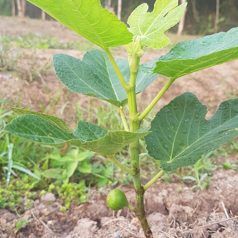 Jual Tanaman Buah Tin/Bibit Tanaman Buah Tin (Ficus Carica. L) | Shopee ...