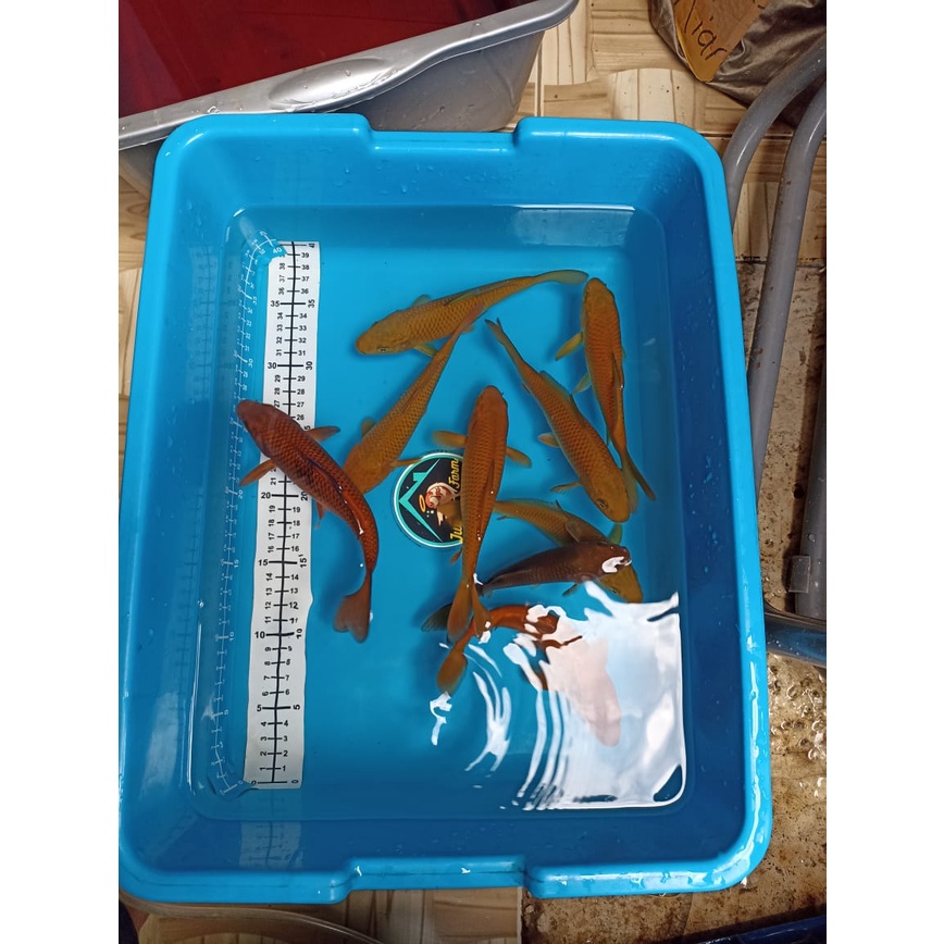 Ikan Koi Chagoi Tembaga size 12-15cm
