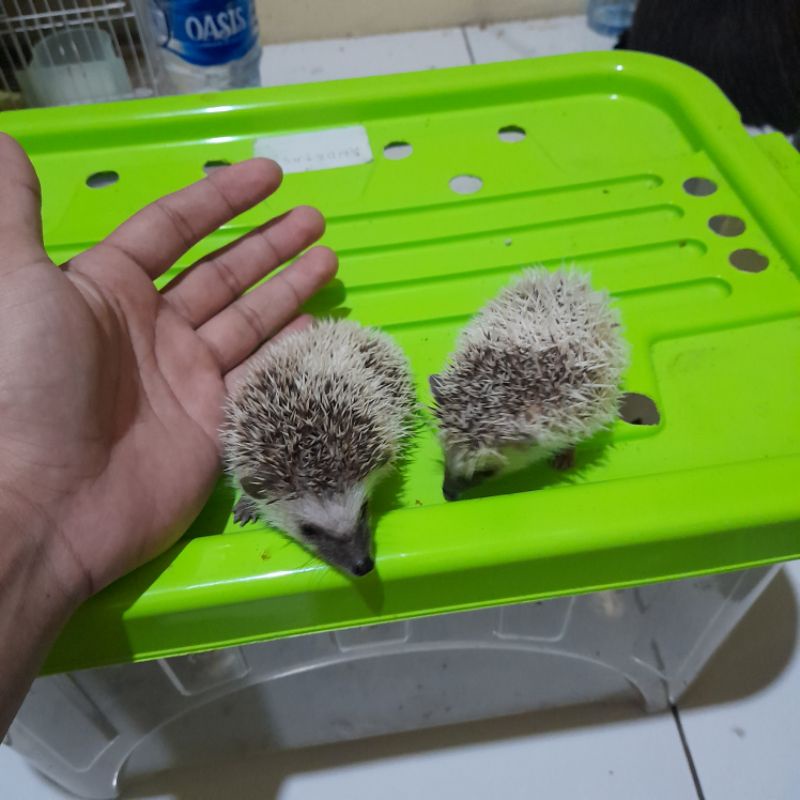 Landak Mini Tobiano Anakan Sepasang