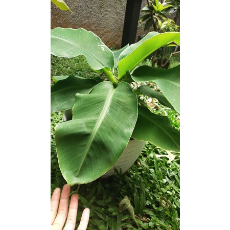 Anakan Bibit Pisang Brazil