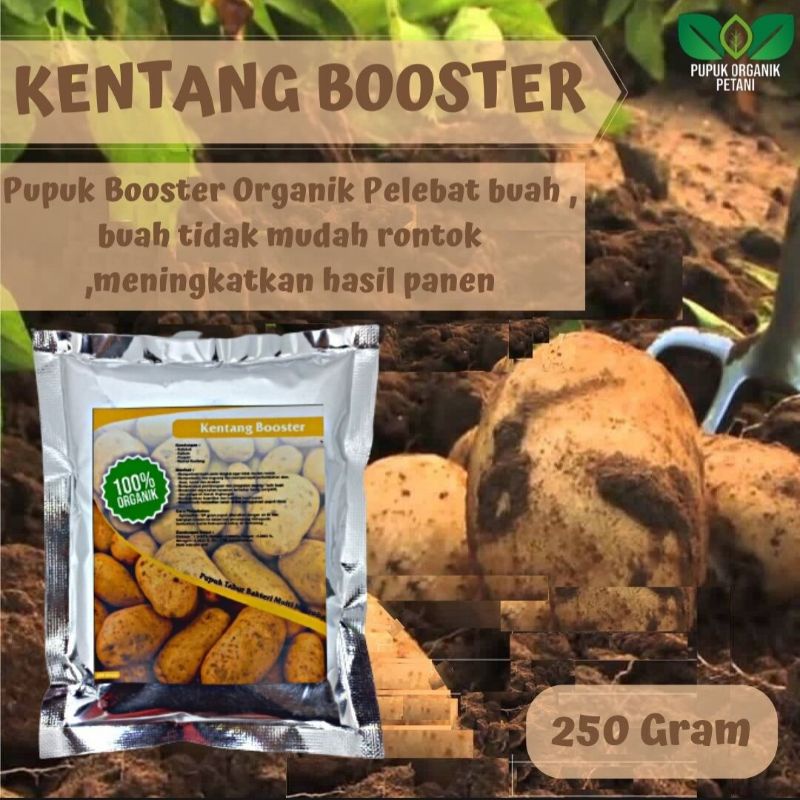 Pupuk organik umbi kentang penyubur kentang cepat besar nutrisi umbi kentang agar cepat tumbuh tunas dan buah