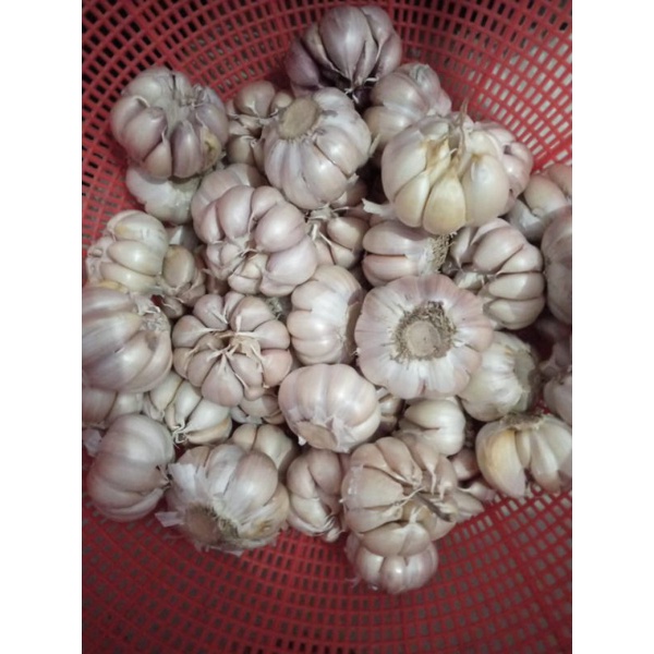 

bawang putih