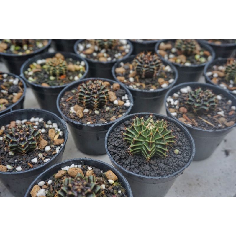 Kaktus Gymno miha Hybrid