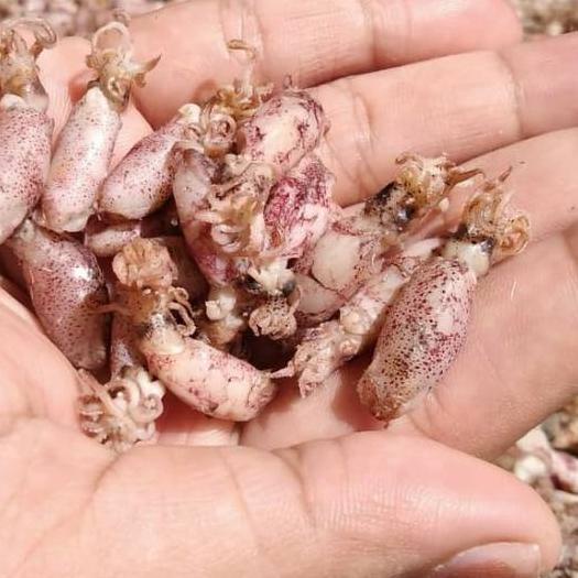 

SALE✅Baby Cumi Uk 2 - 2.5 Cm (1 kg)|SQ2
