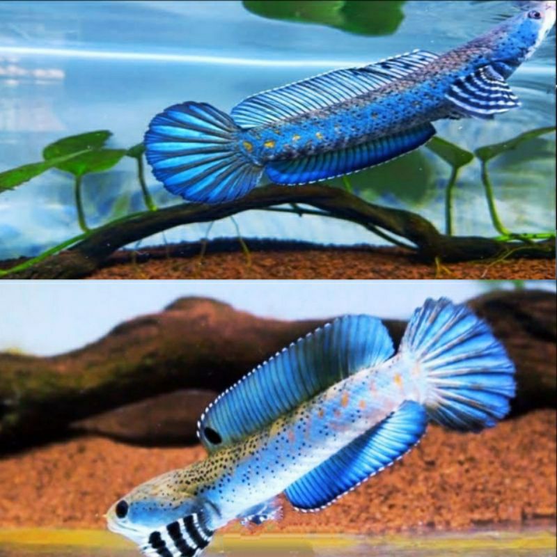 CHANA BLUE PULCHRA 12-14CM Calon kontes dan indukan Bonus stiker