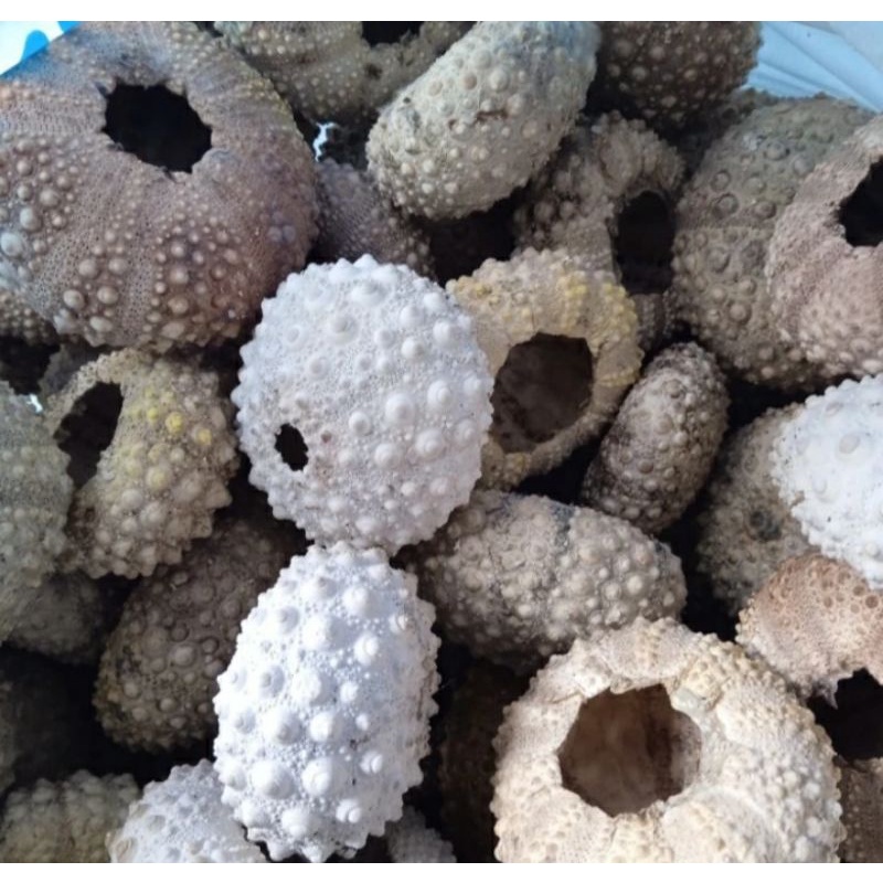 hiasan dekorasi sea urchin bulu babi / cangkang landak laut manggisan / pcs
