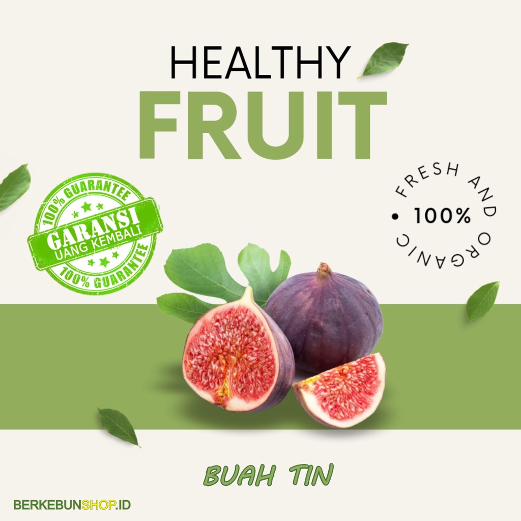 Bibit Buah Tin Red Jordan/ Tin Merah Yordan Super Manis Super original bisa berbuah dalam pot Super 