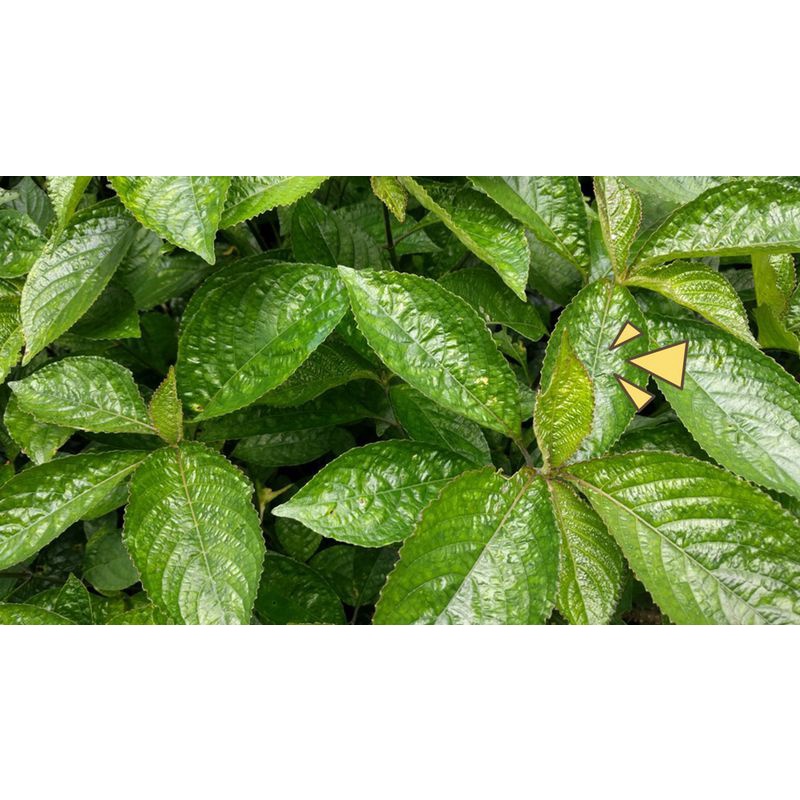 

Daun pecah beling/keji beling segar 250 gr