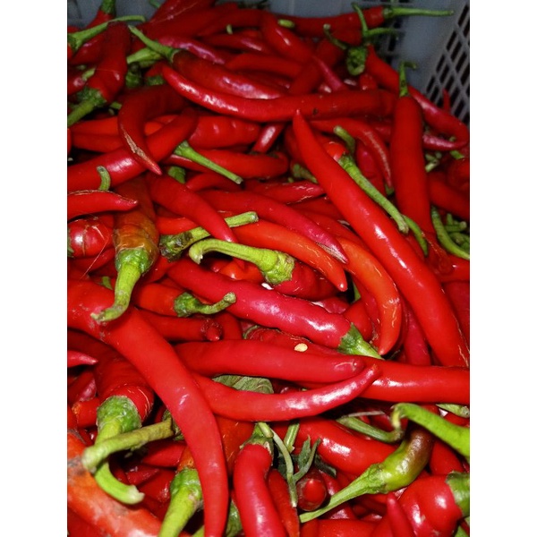 

cabe merah besar