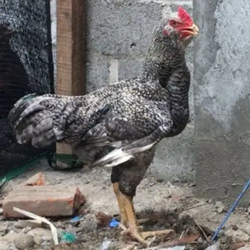 

TELUR AYAM GORILA BLACK MILLD SIAP DI TETASKAN