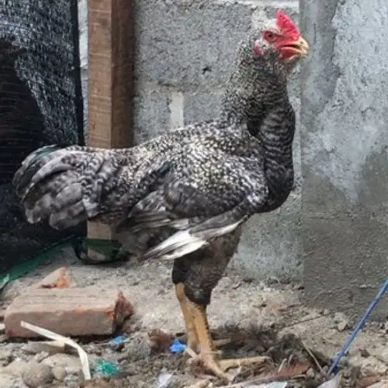 TELUR AYAM GORILA BLACK MILLD SIAP DI TETASKAN