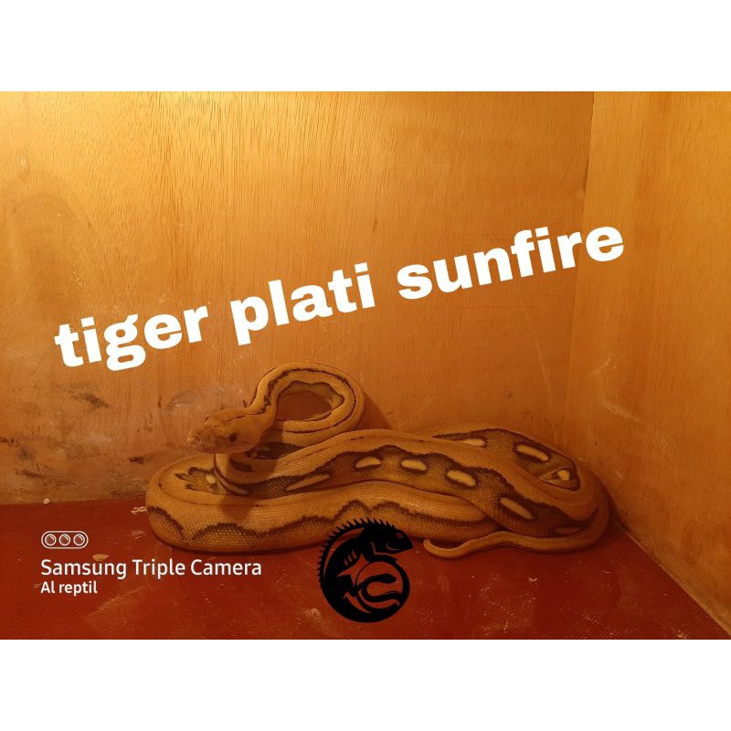 Retic Tiger Platinum Sunfire (sold)