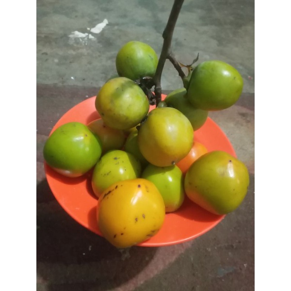 

Kesemek/Kasemak Berastagi