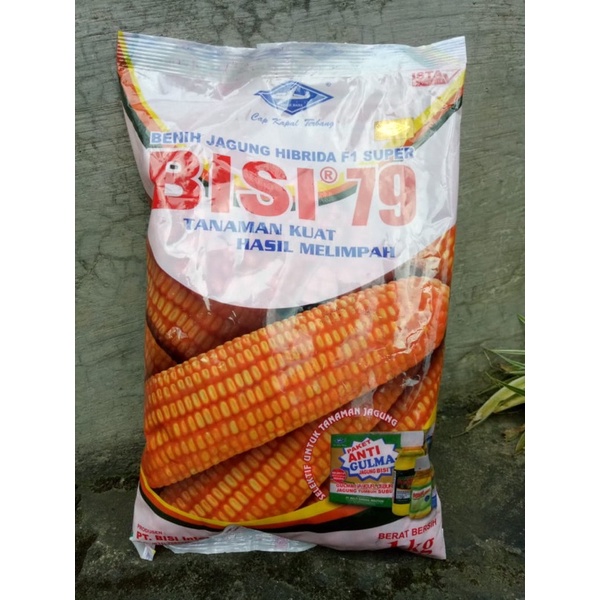 Benih Bibit Jagung Bisi 79 Cap Kapal Terbang