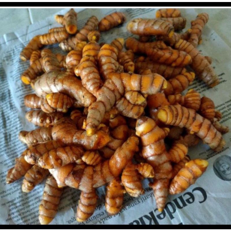 

kunyit segar,kunyit kunir segar panen,kunir jamu,kunir bumbuu
