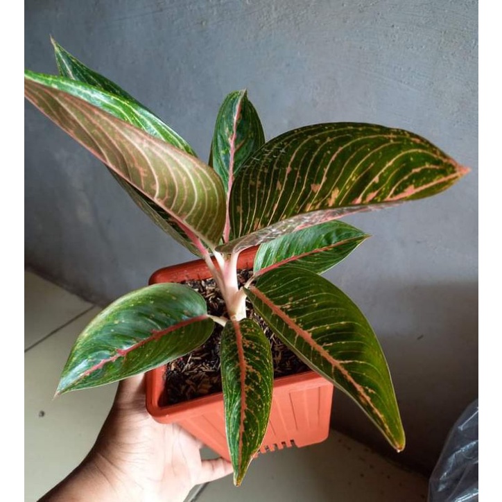 aglonema green legaci