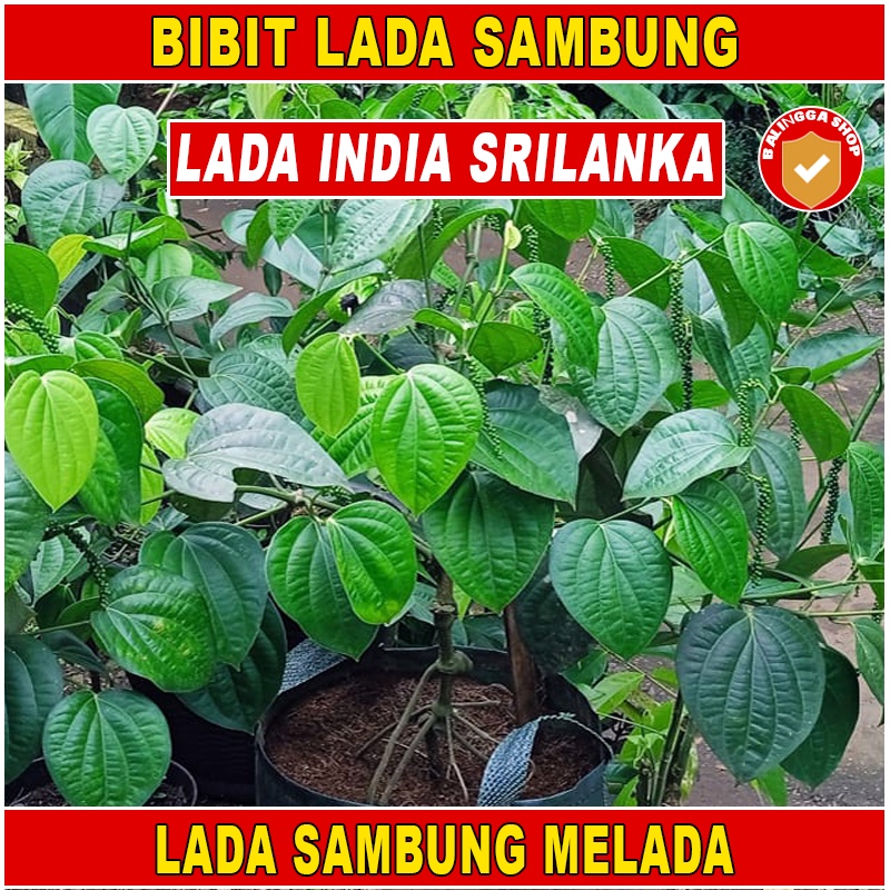 Bibit Lada India Perdu