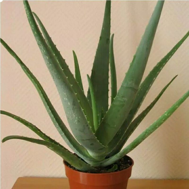 Tanaman Lidah buaya jumbo aloevera berat 1 kg