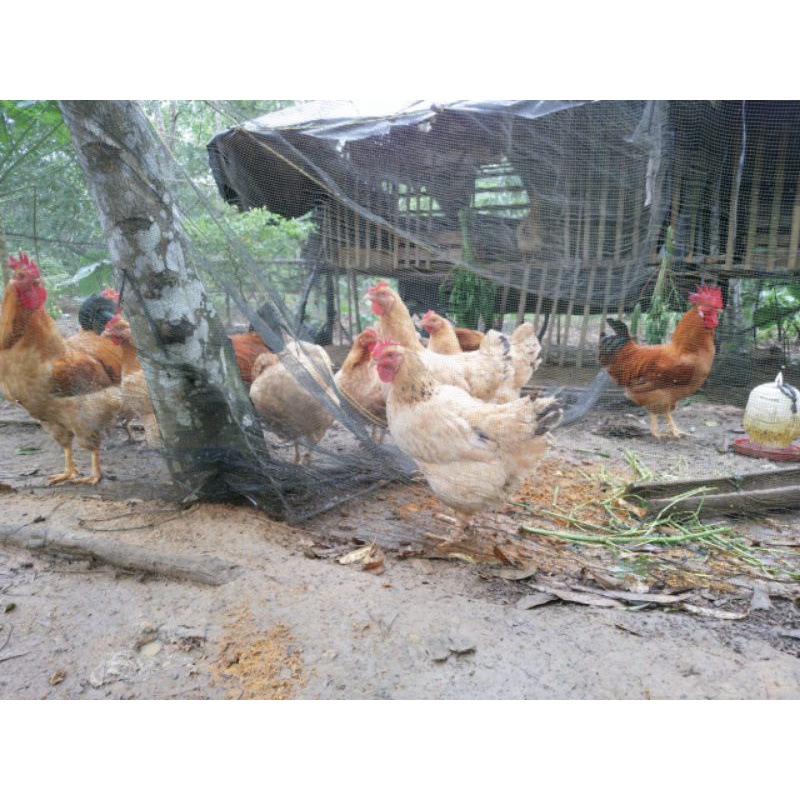Telur Fertil Ayam Merawang ORI Bangka
