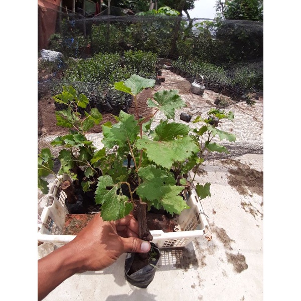 Bibit anggur cepat tumbuh bonggol besar rootstock untuk anggur meja