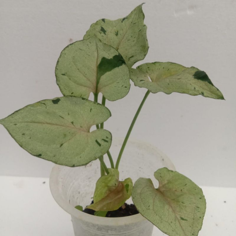 Syngonium Green Splash