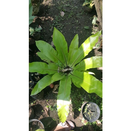 kadaka sarang burung jumbo