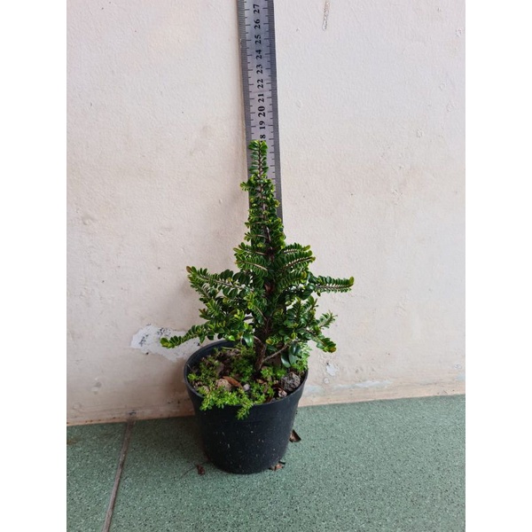 Ohna Mikro Import Bahan Bonsai