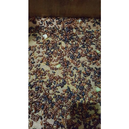 kepik ulat hongkong hidup