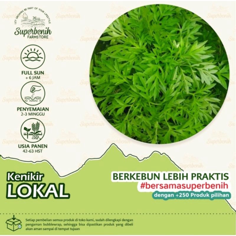 100 Biji - Benih Bibit sayuran KENIKIR lokal untuk sayur lalap, urap-urap dll bunga