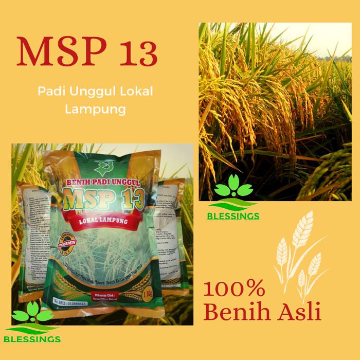 Benih / Bibit Padi MSP 13 / Sertani 13 Lokal Lampung Best Seller