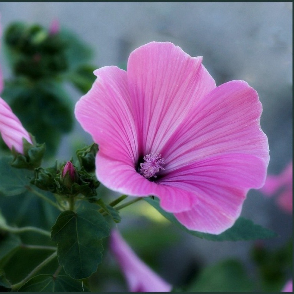 4 Seeds - Rose Mallow Lavatera Biji Bunga - SR0231