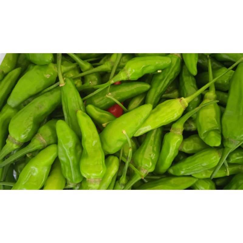 

Cabe cabai rawit hijau fresh baru petik