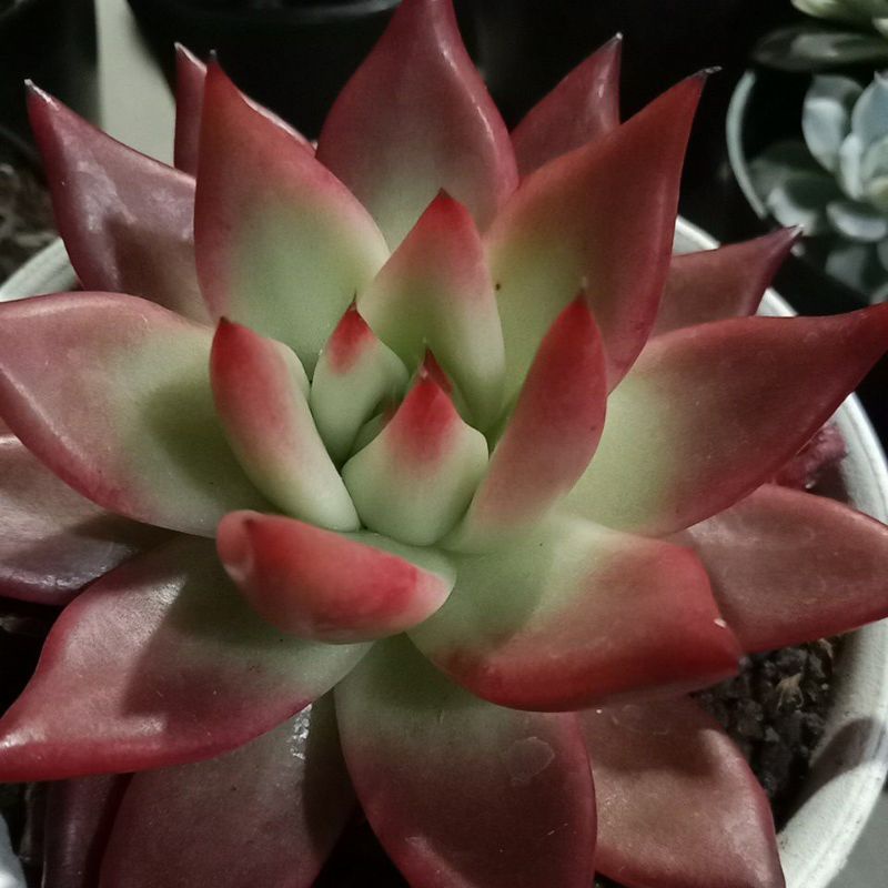 echeveria lipstik jumbo