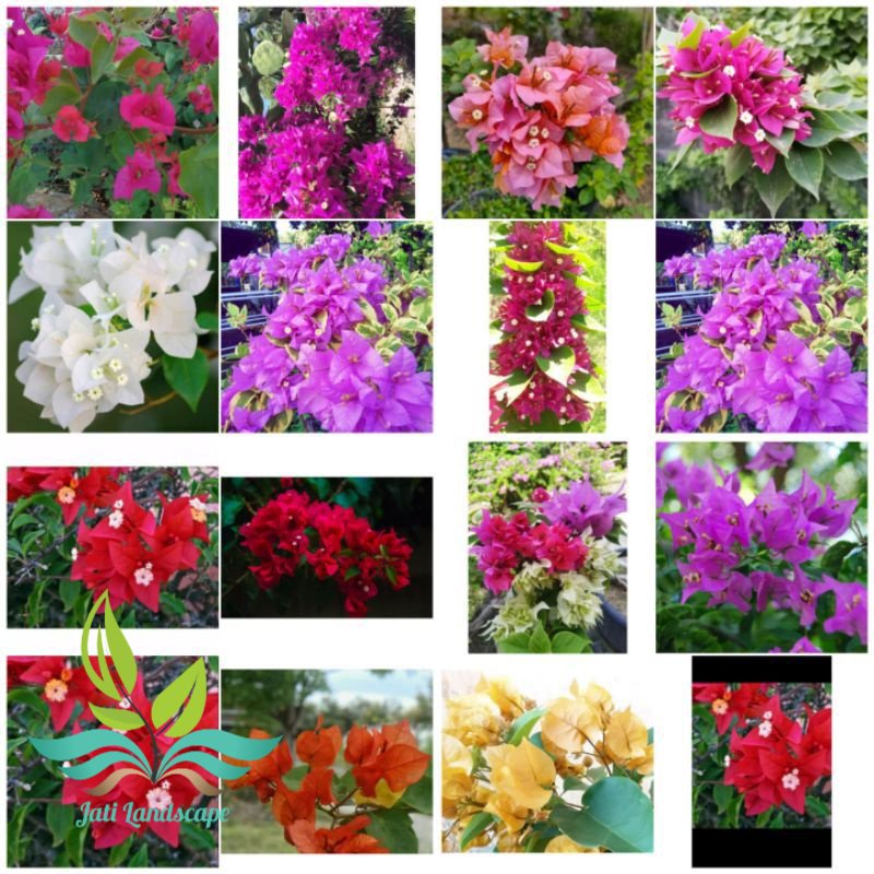 PROMOBIBIT BOUGENVILLE STEK BATANG//STEK BOUGENVILLE VARIAN WARNA