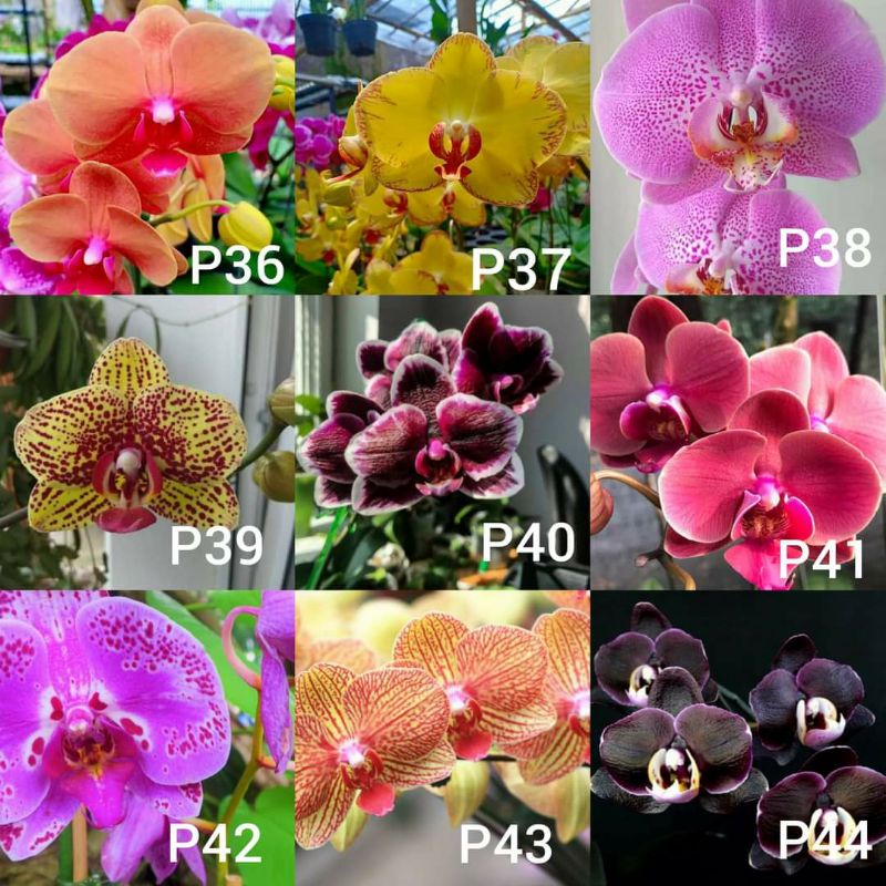seedling anggrek bulan hybrida