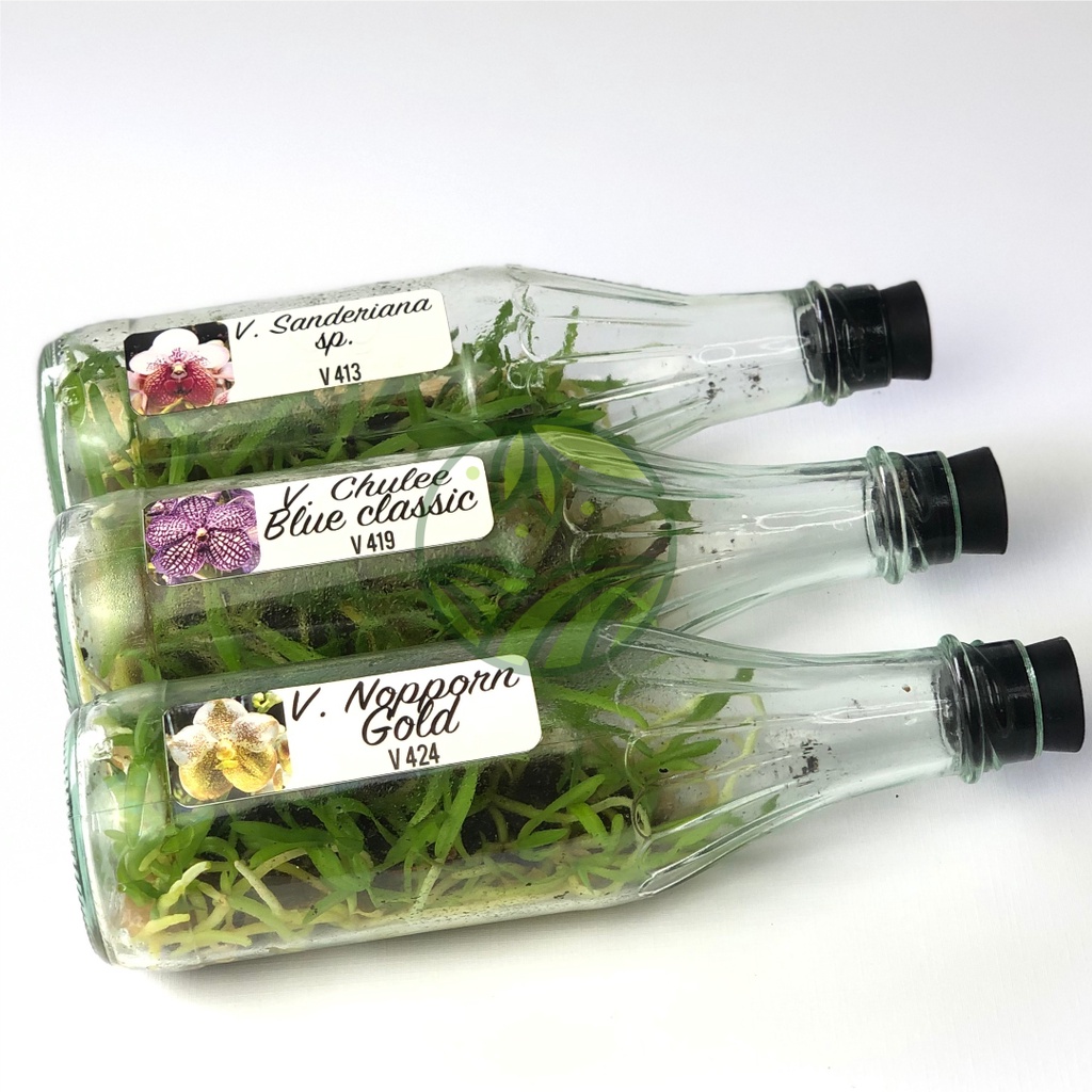 Bibit Anggrek Vanda Botol Benih Anggrek Botolan Umur 11-12 Bulan