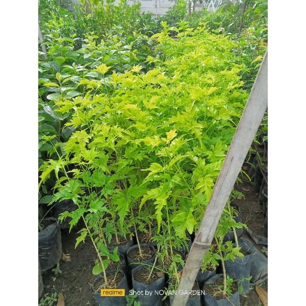 bibit cendana | bibit kayu cendana | tinggi 40-60cm | COD bayar ditempat | bibit Cendana | Cendana k