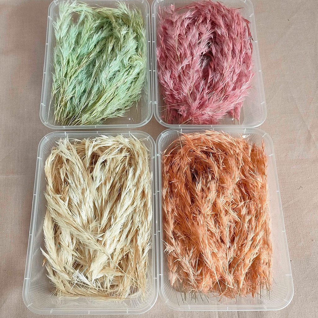 Dried Flower DIY Mini Ravenna Pampas Box Bunga Rumput Kering Asli Dekorasi Hias