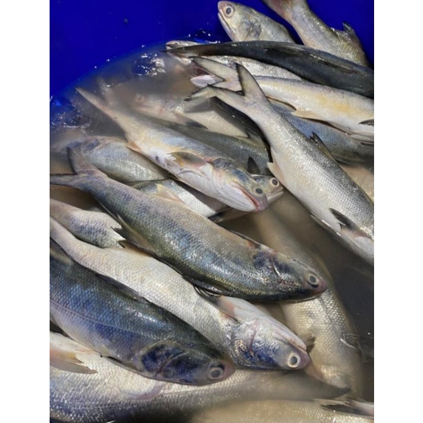 

Ikan Kuro / Senangin Segar