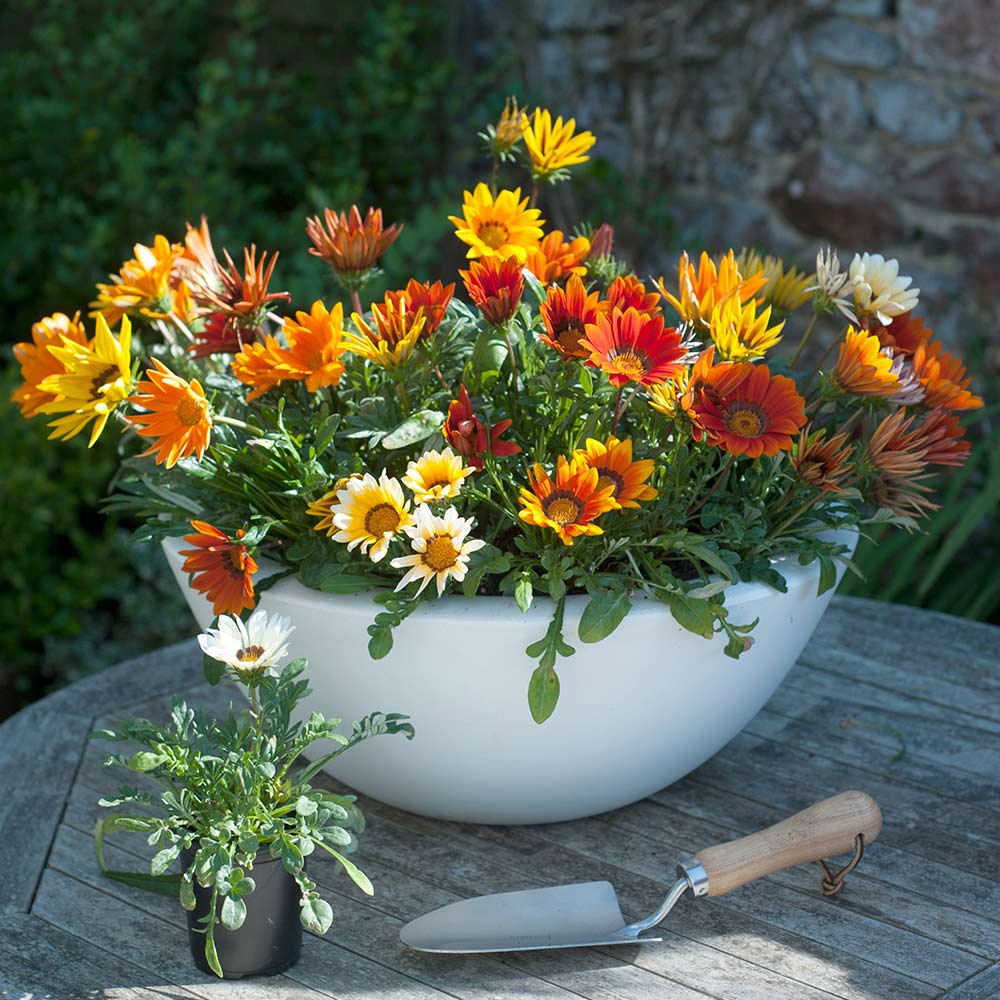 Benih Bibit Biji - Bunga Gazania Daybreak Series Mixed Flower Seeds - IMPORT