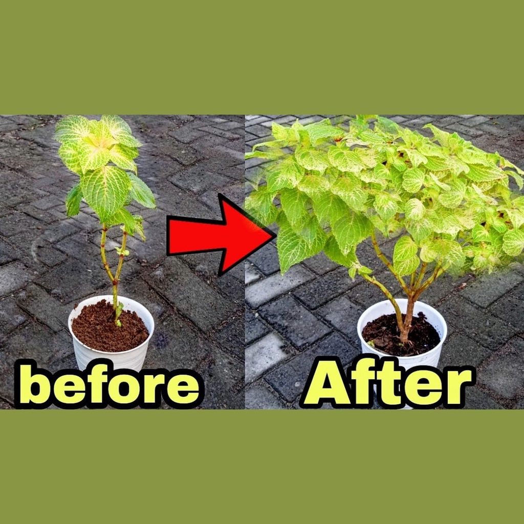 Pupuk Tanaman Hias Daun | PUPUK CAIR MAJEMUK (REFILL 1 LITER)